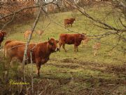 Escenas de campo